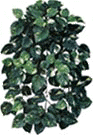 Bushes